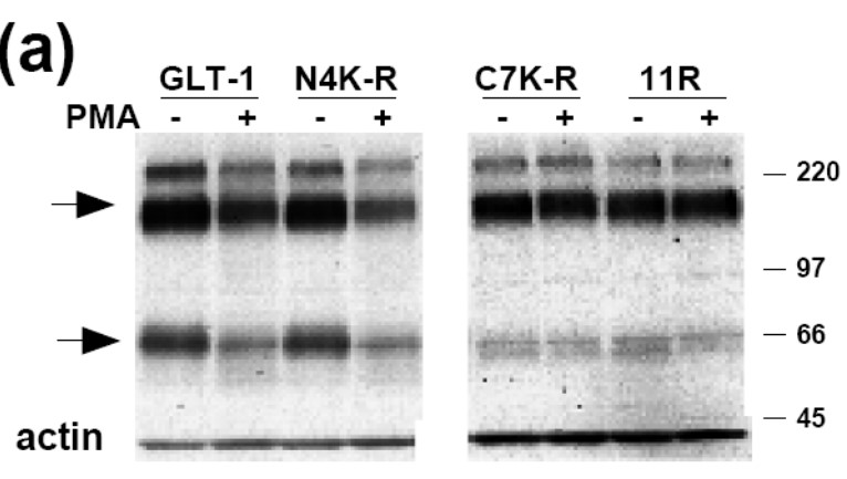WB of C6 cells were transiently transfected with GLT-1.jpg